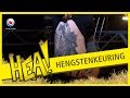 HEA! Hengstenkeuring
