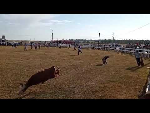 Tiro de lazo a vacunos - 19a Edición "A Pura Tradición" - Fraile Muerto 31/01/2026