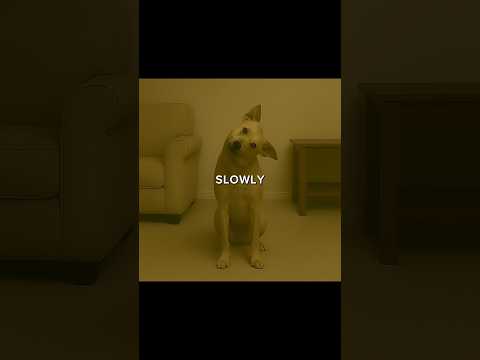 If Your Dog Stares At You Without Blinking, Don't Ignore It... | #scary #backrooms #creepypasta