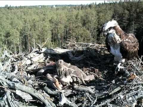 ESTLAT Osprey Nest - Chicks attack each other  03.07.2012. 7:52