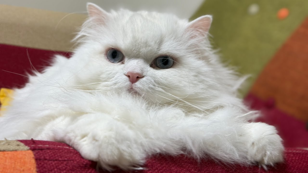 あずきが亡くなってもう半年が経ちます。