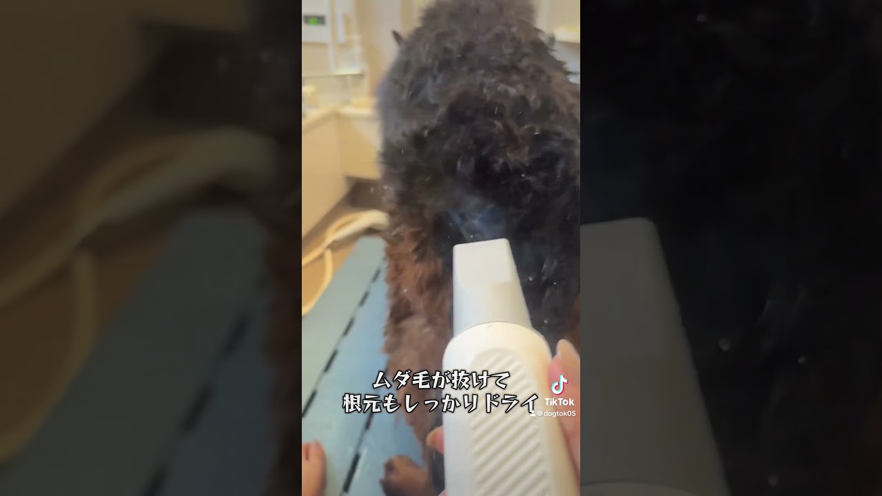 【ペットブロワーを使ってみた結果】