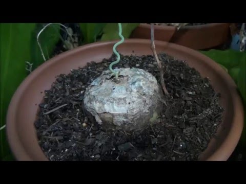 Climbing Onion, Zulo Potato time lapse