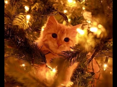 😺 Коты против праздника! 🐈 Видео смешных кошек и котят для поднятия настроения! 😻