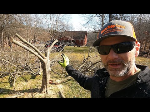 How to prune overgrown fruit trees WAY BACK!