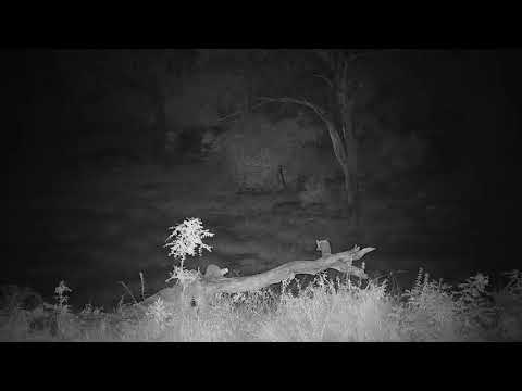 Djuma:  Side-striped Jackal out hunting for dinner - 00:04 - 05/09/19