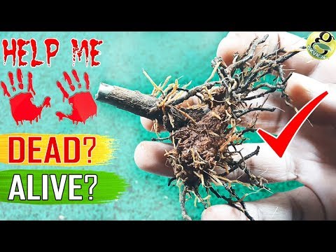 , title : 'SAVE A DYING PLANT: Tips/Hacks | How to Tell My Plant is Dead or Alive? | Revive a dead plant'