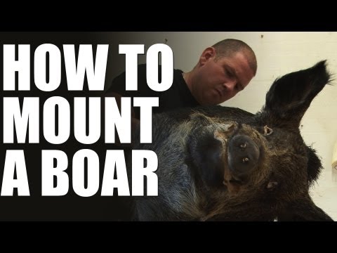 Max Hunt’s taxidermist – how to mount a wild boar head Max Hunt’s taxidermist – how to mount a wild boar head