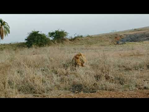 king of male lion after a meal.