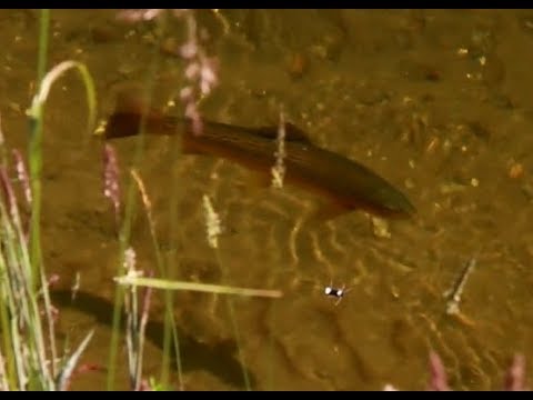 ORVIS - Knowing When a Trout WON'T Take