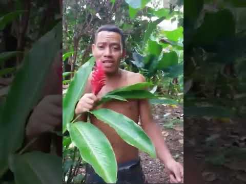 Reporter…ae pa ai loa male alā