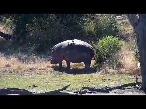 Djuma: Hippo heading  off to graze - 12:01 - 07/21/20