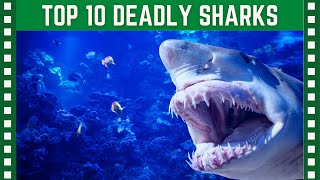 Top 10 Most Deadly Sharks| Top 10 Clipz