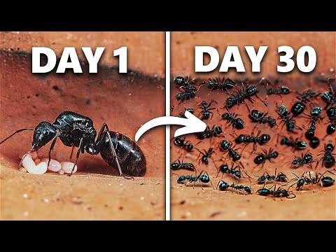 Simulating an Ant Colony For 30 Days