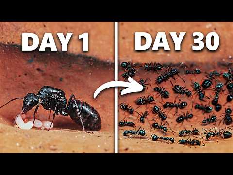 Simulating an Ant Colony For 30 Days