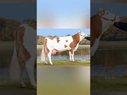 Fleckviehzuchtbetrieb Mariacher #jungzüchtertirolchallenge