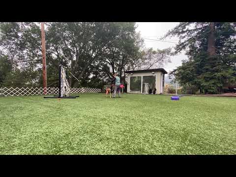 Personal play with a mouthy dog