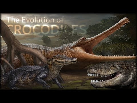 Evolution of Crocodiles 🐊