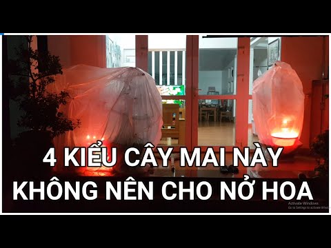 🔴 QBS2164 - NHỮNG CÂY MAI YẾU KHÔNG NÊN CHO NỞ HOA || NHỮNG LƯU Ý KHI Ủ NHIỆT CHO CÂY MAI VÀNG