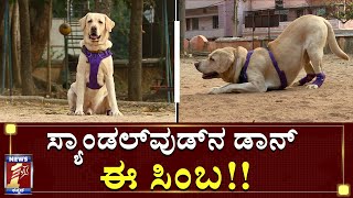 ಇದು ಬರೀ ಡಾಗ್​ ಅಲ್ಲ, ಸೆಲೆಬ್ರಿಟಿ ಡಾಗ್​..!|Celebrity Dog |Story of Simba |Nanu Mathu Gunda Dog |News1st video