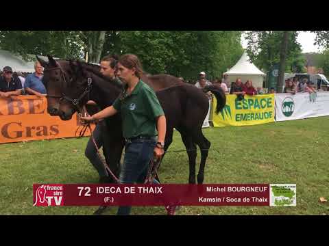 Sprinter Sacré Show 2018 : Lot 72 - IDECA DE THAIX