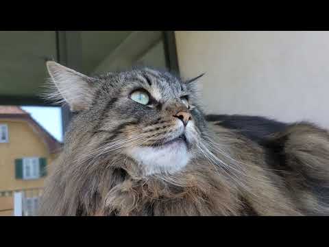The dance of the ears | Norwegian Forest Cat
