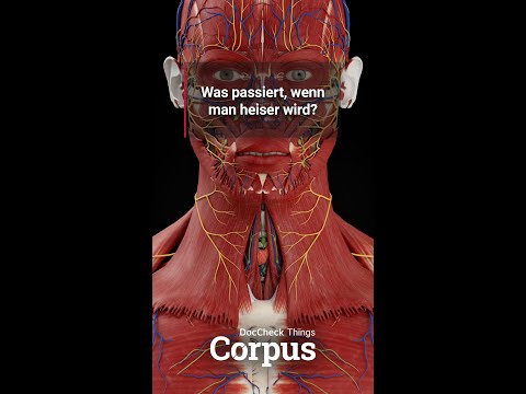 Corpus StudyBuddy: Was passiert bei Heiserkeit?