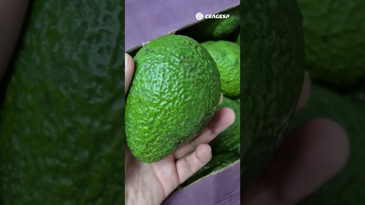 Abacate avocado registra queda de 24,3% na comparação semanal no atacado da CEAGESP!