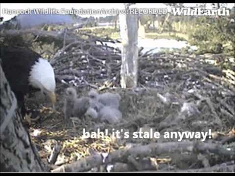 Sidney Baby Eaglet's Struggles to Eat