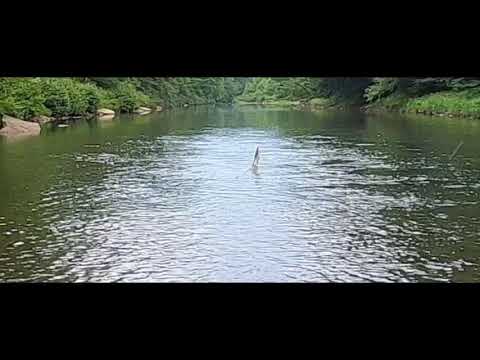 Bennett Branch - July 12 2020