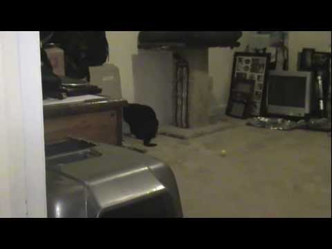 mas3ouda in the litter box