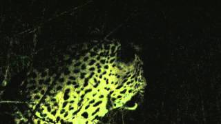 preview picture of video 'Leopards Mating'