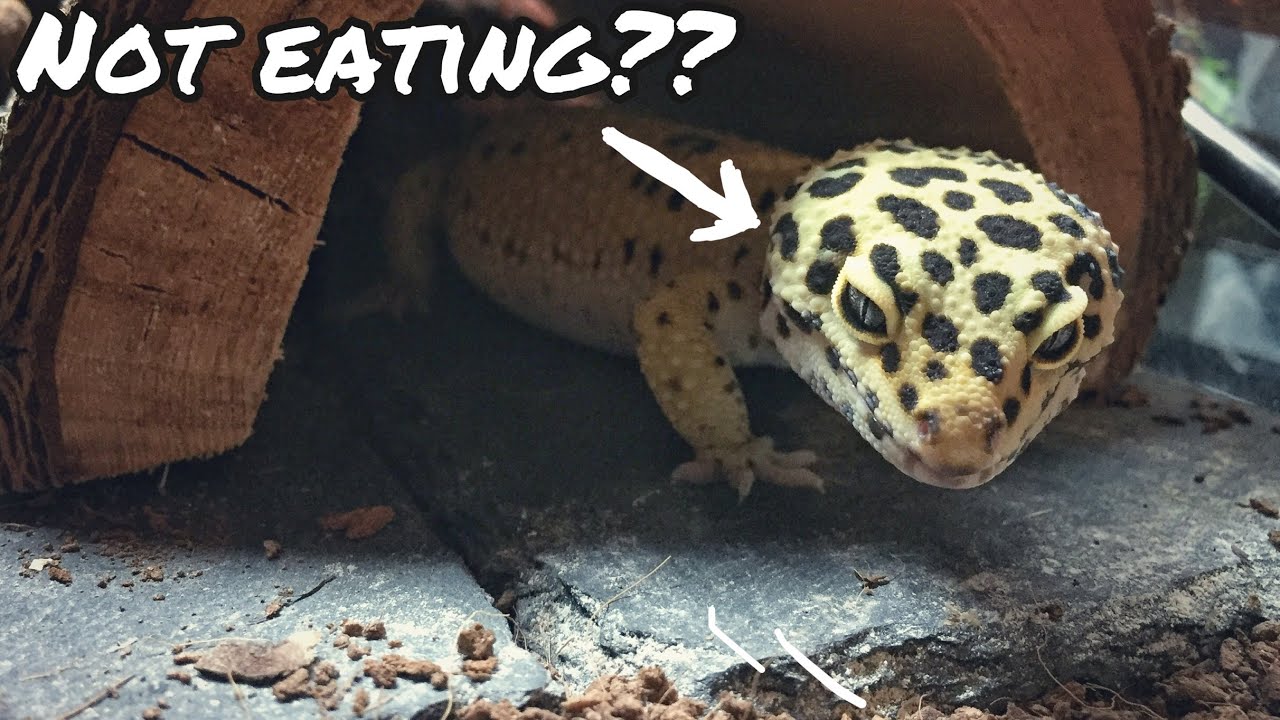 Reasons Your Leopard Gecko Won’t Eat and What To Do About It