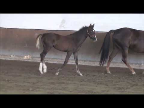 Hannoveraner Stutfohlen "Lillie Lafayette" von Livaldon zu verkaufen!