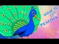 What Is It Peacock Learning Birds Fun Learning Videos For Children Kids Learning Videos