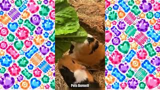 疲れた心を癒してくれる面白い動物たちの大冒険