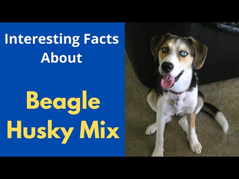 Interesting Facts about the Beagle Husky mix (Beaski) | Should you get a Beaski for your family