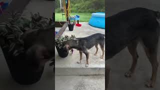 Video preview image #1 Mutt Puppy For Sale in Westwood, NJ, USA