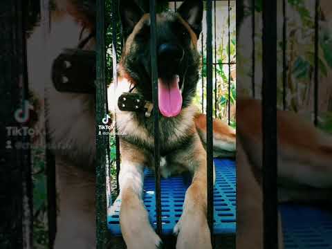 My dog is so hambog subra Po🤣🤣🤣