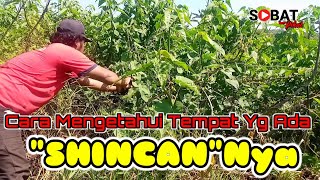 Download lagu Kerak Basi Alis Hitam,Cara Mikat Dan Mengetahui Keberadaan Burung Sincan/Kerbas Alis Hitam mp3