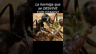 La hormiga que se DESVIVE EXPLOTANDO
