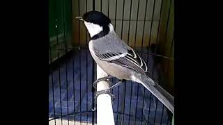 Download lagu burung gelatik batu gacor#gelatikgacor #gelatikbatu #burunggelatik mp3
