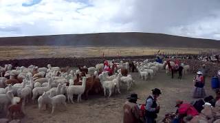 preview picture of video 'Alpacas en Valle del Colca, PERU'