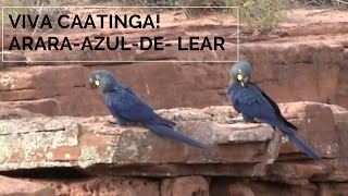 Miniatura do vídeo