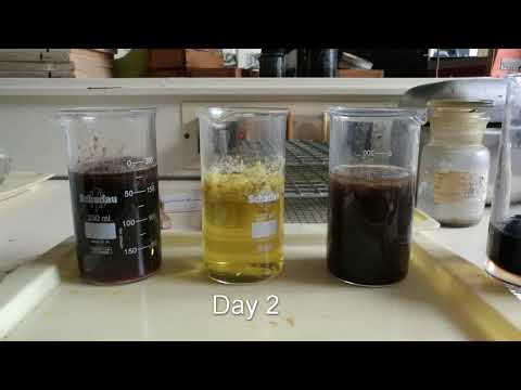 Chicken leg vs Acids