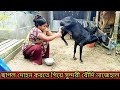 Goat Milking বৌদির ছাগলের দুধ দোহন
