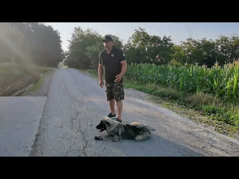 Šarplaninci Kira i Kan (2023)