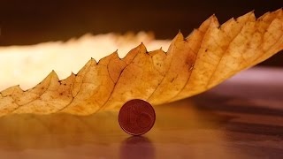 Losing Our Brethren in the Wilderness and in the House