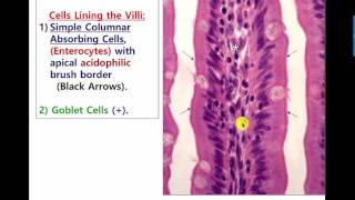 Gastro esophageal and pyloroduodenal Junctions and duodenum 2016 -2017