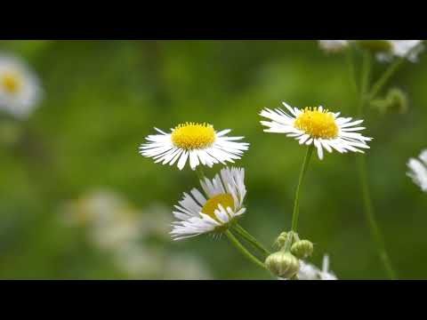 A Foggy Forest During Sunrise